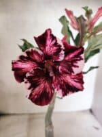 ENXERTO 12659 – 20cm (cor LM 520)