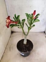 ENXERTO 12660 – 20cm (cor LM 914) - Imagem 6