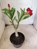 ENXERTO 12660 – 20cm (cor LM 914) - Imagem 5