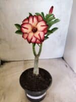 ENXERTO 12660 – 20cm (cor LM 914) - Imagem 2