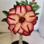 ENXERTO 12660 – 20cm (cor LM 914)