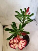 ENXERTO 12660 – 20cm (cor LM 914) - Imagem 4