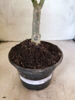 ENXERTO 12660 – 20cm (cor LM 914) - Imagem 7