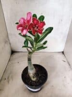 ENXERTO 12661 – 20cm (cor LM 887) - Imagem 2