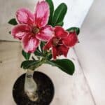 ENXERTO 12661 – 20cm (cor LM 887)