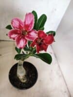 ENXERTO 12661 – 20cm (cor LM 887)