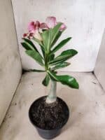 ENXERTO 12661 – 20cm (cor LM 887) - Imagem 4