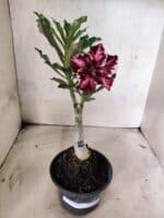 ENXERTO 12662 – 20cm (cor LM 520) - Imagem 2