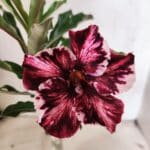 ENXERTO 12662 – 20cm (cor LM 520)