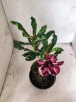 ENXERTO 12662 – 20cm (cor LM 520) - Imagem 4