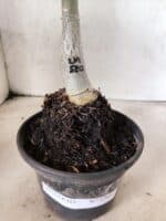 ENXERTO 12662 – 20cm (cor LM 520) - Imagem 6