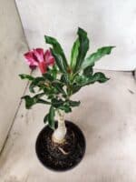 ENXERTO 12662 – 20cm (cor LM 520) - Imagem 5