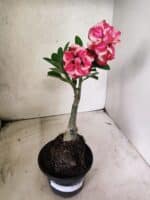 ENXERTO 12663 – 20cm (cor LM 491) - Imagem 2