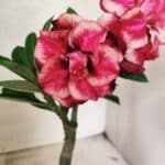 ENXERTO 12663 – 20cm (cor LM 491)