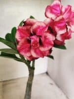 ENXERTO 12663 – 20cm (cor LM 491)