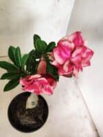 ENXERTO 12663 – 20cm (cor LM 491) - Imagem 4