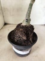 ENXERTO 12663 – 20cm (cor LM 491) - Imagem 7