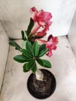 ENXERTO 12663 – 20cm (cor LM 491) - Imagem 6