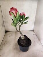 ENXERTO 12663 – 20cm (cor LM 491) - Imagem 5