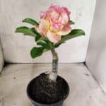 ENXERTO 12664 – 20cm (cor LM 1013)