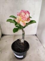 ENXERTO 12664 – 20cm (cor LM 1013)