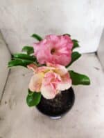 ENXERTO 12664 – 20cm (cor LM 1013) - Imagem 3