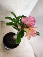 ENXERTO 12664 – 20cm (cor LM 1013) - Imagem 4