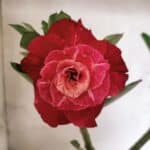 ENXERTO 12665 – 20cm (cor LM 913)