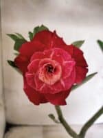 ENXERTO 12665 – 20cm (cor LM 913)