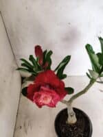 ENXERTO 12665 – 20cm (cor LM 913) - Imagem 4