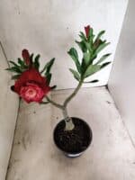 ENXERTO 12665 – 20cm (cor LM 913) - Imagem 7