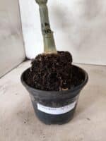 ENXERTO 12665 – 20cm (cor LM 913) - Imagem 6