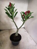 ENXERTO 12665 – 20cm (cor LM 913) - Imagem 5