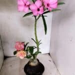 ENXERTO 12666 – 30cm (cor LM 512 e LM 1013)