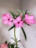 ENXERTO 12666 – 30cm (cor LM 512 e LM 1013) - Imagem 9