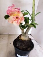 ENXERTO 12666 – 30cm (cor LM 512 e LM 1013) - Imagem 4