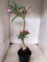 ENXERTO 12666 – 30cm (cor LM 512 e LM 1013) - Imagem 7