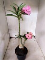 ENXERTO 12666 – 30cm (cor LM 512 e LM 1013) - Imagem 6