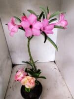 ENXERTO 12666 – 30cm (cor LM 512 e LM 1013) - Imagem 3