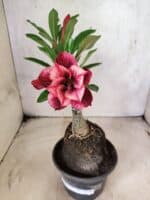 ENXERTO 12667 – 20cm (cor LM 1021) - Imagem 2