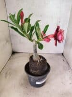 ENXERTO 12667 – 20cm (cor LM 1021) - Imagem 7