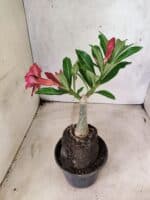 ENXERTO 12667 – 20cm (cor LM 1021) - Imagem 6