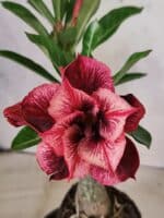 ENXERTO 12667 – 20cm (cor LM 1021) - Imagem 3