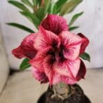 ENXERTO 12667 – 20cm (cor LM 1021)