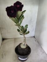 ENXERTO 12668 – 20cm (cor LM 663) - Imagem 2