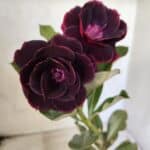 ENXERTO 12668 – 20cm (cor LM 663)