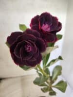 ENXERTO 12668 – 20cm (cor LM 663)