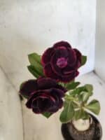 ENXERTO 12668 – 20cm (cor LM 663) - Imagem 4