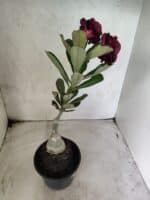 ENXERTO 12668 – 20cm (cor LM 663) - Imagem 5