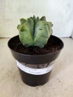 MATRIZ ASTROPHYTUM Myriostigma FUKURYU "VARIEGATA" Nº 1089 – vaso 15 - Imagem 2